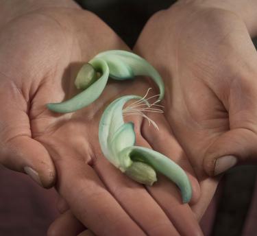 Jade vine petals in horticulturalist's hands